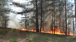 Feuer breitet sich am 19.06.2022 bei einem Waldbrand in Beelitz aus. (Quelle: dpa/Cevin Dettlaff)