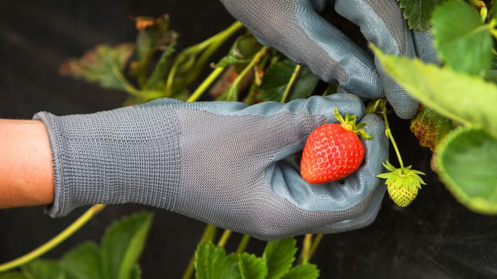 Symbolbild: Ein Mann pflückt Erdbeeren(Quelle: dpa/Christin Klose)