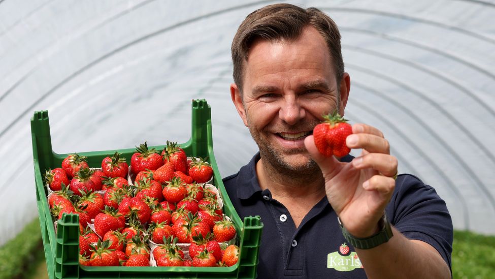 Inhaber Robert Dahl zeigt am 30.04.2023 die ersten geernteten Früchte. (Quelle: dpa/Bernd Wüstneck)