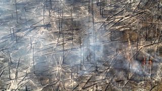 Eine Aufnahme einer Drohne zeigt am 01.06.2023 verkohlte Bäume bei einem Waldbrand in einem munitionsbelasteten Gebiet bei Jüterbog (Teltow-Fläming). (Quelle: dpa/Landkreis Teltow Fläming)