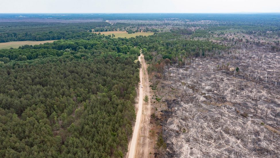Eine verbrannte Waldfläche ist beim Waldbrand im Naturschutzgebiet auf ehemaligem Truppenübungsplatz bei Jüterbog zu sehen. (Quelle: dpa/Paul Zinken)