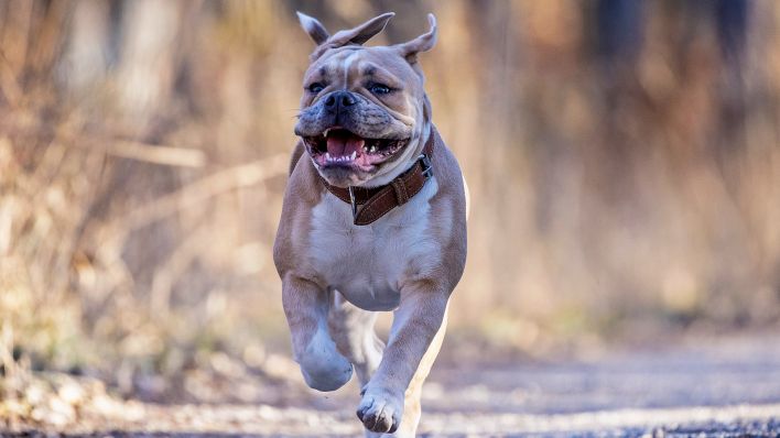 Symbolbild:Eine englische Dogge rennt durch den Wald.(Quelle:dpa/J.Becker)