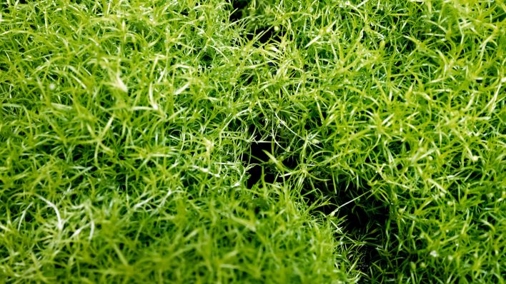 Grünpflanzen wachsen am 21.06.2023 in einer Schale als Teil von einem Modellaufbau zur Verdeutlichung der verschiedenen Sickeroberflächen in der Eingangshalle der Berliner Wasserbetriebe (Quelle: dpa / Carsten Koall).