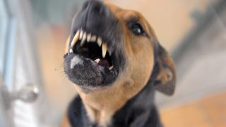 Symbolbild: Ein Hund bellt und fletscht seine Zähne. (Quelle: dpa/S. Stache)