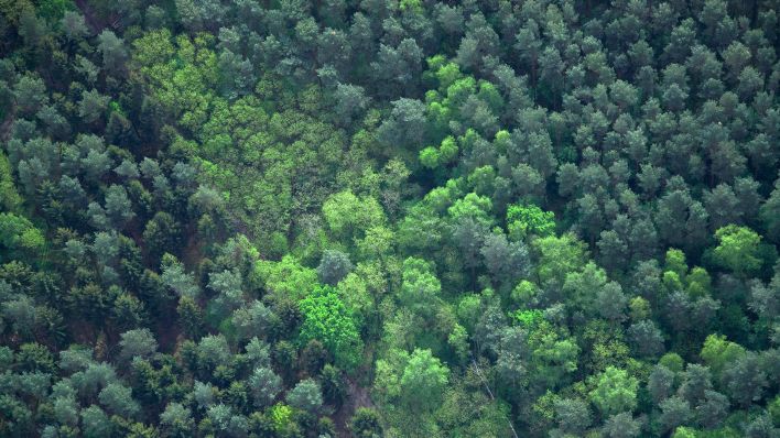 Symbolbild: Luftaufnahme eines Waldes in Brandenburg (Quelle: IMAGO/McPHOTO)