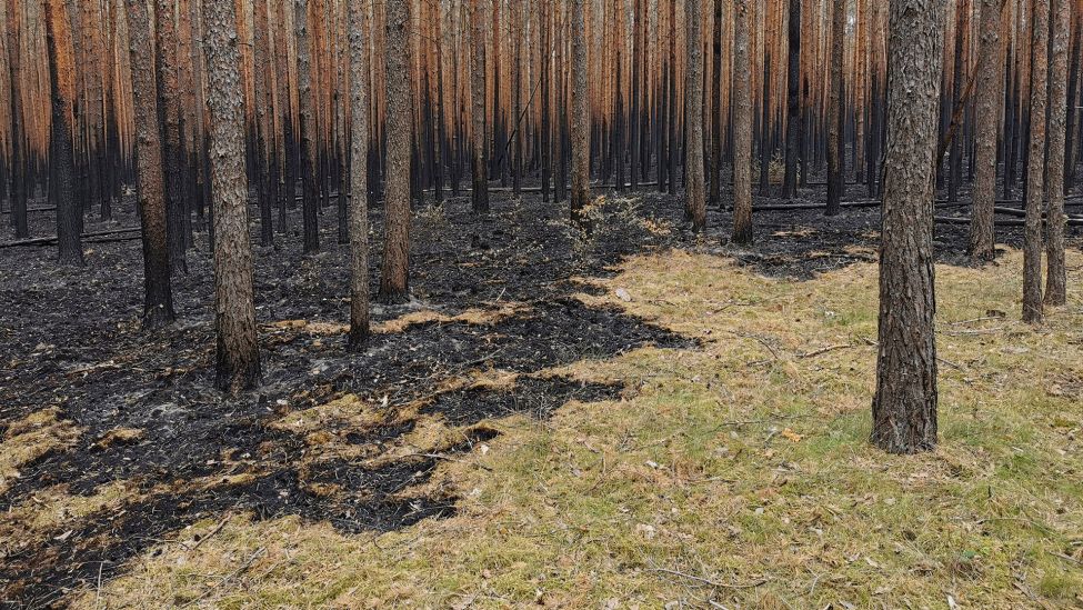 Ein abgebranntes Waldstück ist am 25.06.2022 nach einem Waldbrand in Beelitz , Brandenburg zu sehen. (Quelle: rbb/Philipp Rother)