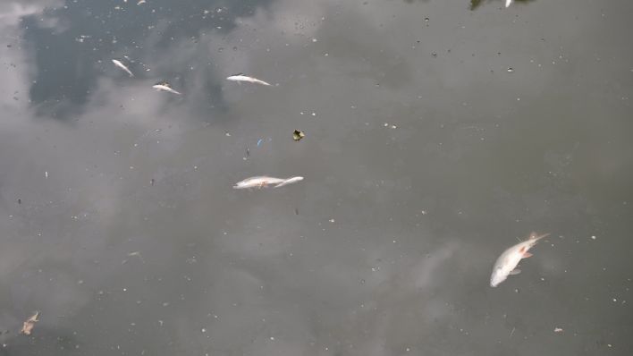 Tote Fische treiben am 18.06.2023 im Berliner Landwehrkanal. (Quelle: rbb|24/Stefan Oberwalleney)