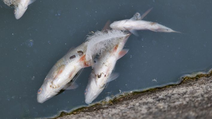 Tote Fische treiben am 18.06.2023 im Berliner Landwehrkanal. (Quelle: rbb|24/Stefan Oberwalleney)