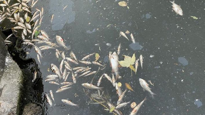 Tote Fische treiben an der Wasseroberfläche. (Quelle: rbb/Ozsvath)