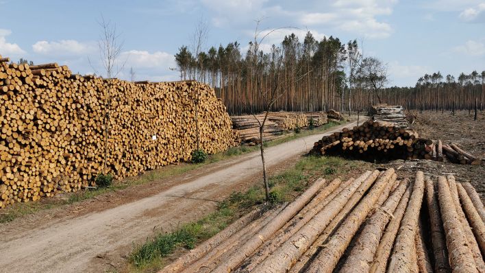 Archivbild: Wald bei beelitz ein Jahr nach dem Brand im Juni 2022. (Quelle: rbb)