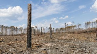 Archivbild: Wald bei beelitz ein Jahr nach dem Brand im Juni 2022. (Quelle: rbb)