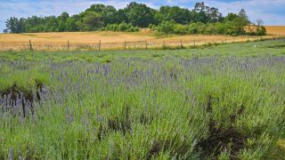 Ein Feld mit Lavendelpflanzen der polnischen Landwirte Joanna und Karol Olszewski in der Nordostuckermark in Grimme bei Brüssow, aufgenommen am 10.07.2023. (Quelle: dpa/Patrick Pleul)