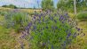 Ein Feld mit Lavendelpflanzen der polnischen Landwirte Joanna und Karol Olszewski in der Nordostuckermark in Grimme bei Brüssow, aufgenommen am 10.07.2023. (Quelle: dpa/Patrick Pleul)