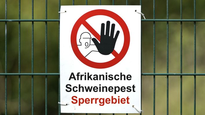 Ein weißes Warnschild mit der Aufschrift "Afrikanische Schweinepest Sperrgebiet" (Quelle: dpa/Torsten Sukrow)