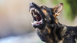 Ein Hund zeigt seine Zähne (Quelle: dpa)