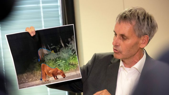 Michael Grubert (SPD), Bürgermeister von Kleinmachnow, erklärt bei einem Pressegespräch anhand von Fotos, weshalb es sich bei dem gesuchten Raubtier um keine Löwin handelt. (Quelle: dpa/Paul Zinken)