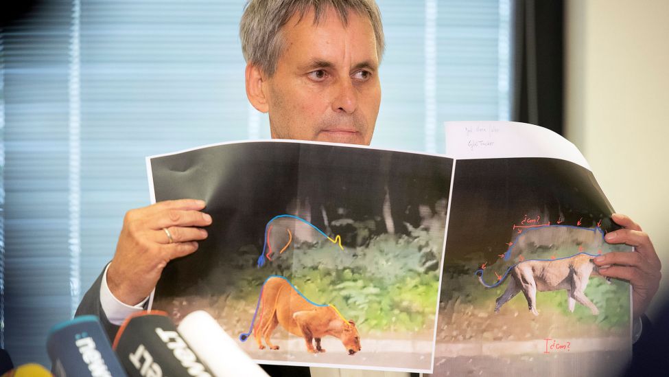 ichael Grubert (SPD), Bürgermeister von Kleinmachnow, erklärt bei einem Pressegespräch anhand von Fotos, weshalb es sich bei dem gesuchten Raubtier um keine Löwin handelt. (Quelle: dpa/Paul Zinken)