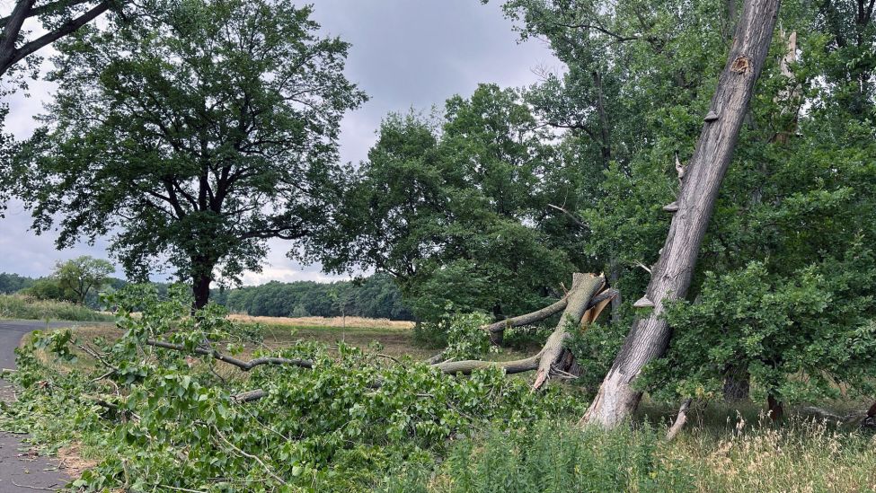 Umgestürzte Bäume auf der "Grünen Wiese", Ortsteil Kiekebusch von Cottbus, nach dem Unwetter am 24.07.2023. (Quelle: rbb/Nico von Capelle)