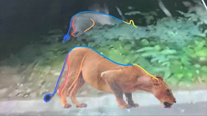 Vergleich der Rückenlinie eines Löwen mit der Aufnahme eines Tieres in Kleinmachnow (Quelle: Gemeinde Kleinmachnow / Urheber: José Maria Galàn/CyperTracker)