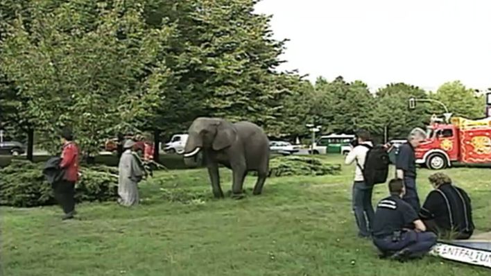 Screenshot: Entlaufender Elefant (Quelle: rbb)