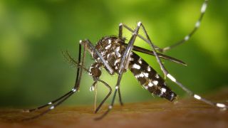 Eine weibliche Asiatische Tigermücke (Aedes albopicts). (Quelle: dpa/James Gathany/CDC)