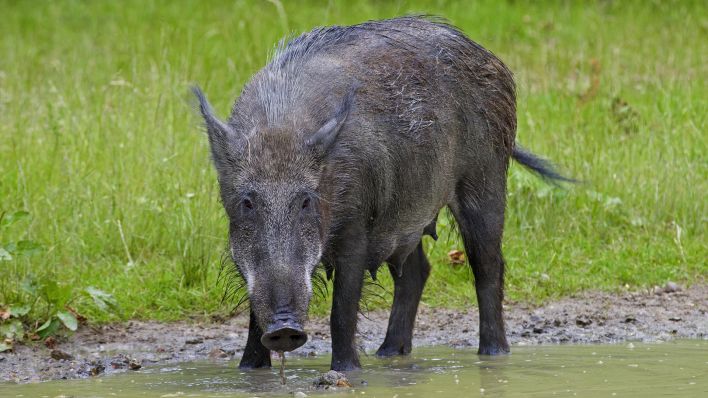 Symbolbild: Wildschwein (Sus scrofa) trinkt im Sommer Wasser aus einem Teich im Wald (Quelle: dpa/Arterra)