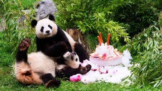 Eine Torte aus Eis, Gemüse und Früchten gibt es anlässlich ihres vierten Geburtstags für die Pandabären Pit und Paule am 31.08.2023 im Berliner Zoo.(Quelle:dpa/B.v.Jutrczenka)
