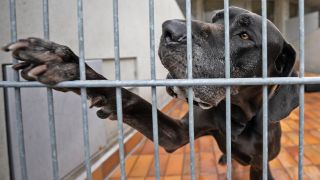 ARchivbild:Die Dogge Giorgio gibt Pfötchen durch die Gitter des Zwingers im Tierheim Berlin am 01.08.2023.(Quelle:dpa/H.P.Albert).