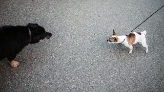 Zwei Hunde stehen einander gegenüber. (Quelle: imago images/Vasily Deyneka)