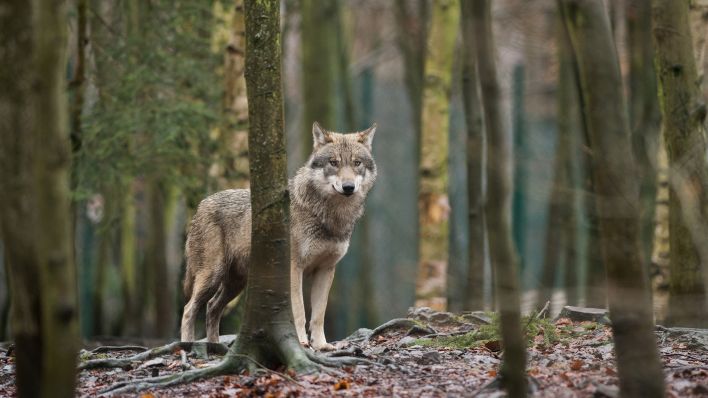 Symbolbild: Ein Wolf steht 2018 im Tierpark Hexentanzplatz (Sachsen-Anhalt) in seinem Gehege. (Quelle: dpa/Klaus-Dietmar Gabbert)