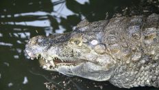 Ein China-Alligator liegt am 03.04.2013 in einem Terrarium im Garten des Krokodilzüchters Karl-Heinz Voigt in Golzow (Brandenburg). (Quelle: dpa/Steffen Trumpf)