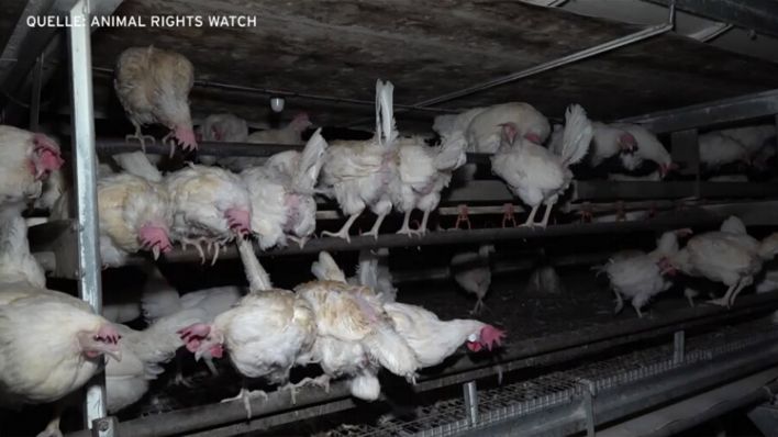 Bio-Hühner im Stall. (Quelle: rbb/animal rights watch)