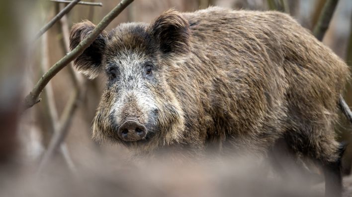 In und um den brandenburgischen Ort Kleinmachnow gibt es sehr viele Wildschweine, aufgenommen am 16.04.2021. (Quelle: dpa-Zentralbild/Ingolf König-Jablonski)