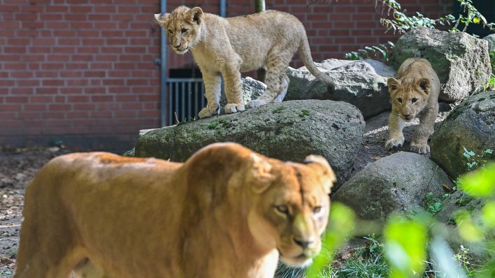 Blick durch eine Glasscheibe auf die jungen Löwengeschwister und ihre Mutter Xenia am 19.10.2021 im Zoo Eberswalde. (Quelle: dpa-Zentralbild/Patrick Pleul)