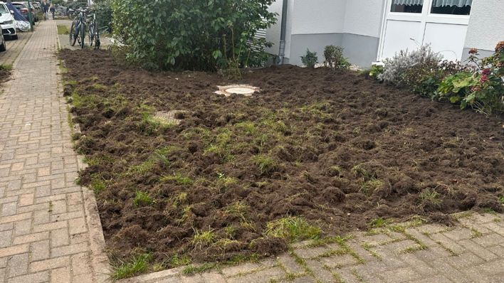 Ein Vorgarten in Kleinmachnow, von Wildschweinen umgegraben. (Quelle: Picture Alliance/Thomas Roemert)