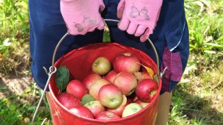 Symbolbild:EIne Person hält einen Eimer mit Äpfeln in den Händen.(Quelle:dpa/S.Willnow)