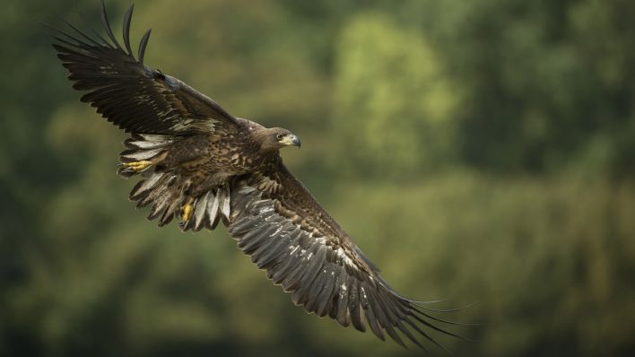 Symbolbild: Ein Seeadler fliegt über einem Waldstück. (Quelle: dpa/zoonar)