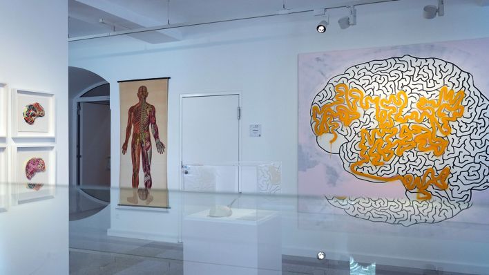 Symbolbild: Darstellungen des menschlichen Gehirns sind in der Sonderausstellung "Das Gehirn in Wissenschaft und Kunst" im Medizinhistorischen Museum (BMM) der Charité zu sehen. (Quelle: dpa/S. Stache)