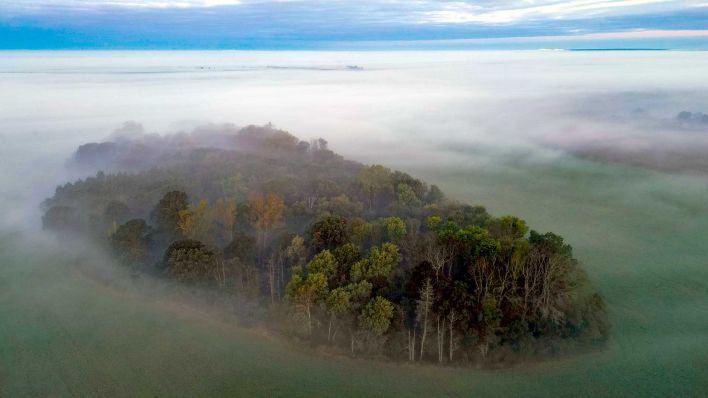 Ein kleines Waldstück, umgeben von Feldern, ist am frühen Morgen von Nebelschwaden eingehüllt (Luftaufnahme mit einer Drohne). (Foto: dpa)
