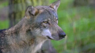 Wolf in der Schorfheide in Brandenburg (Bild: imago images/Eibner)