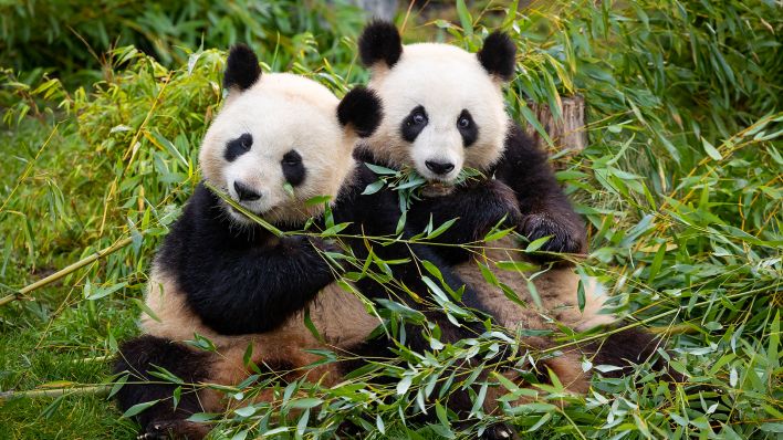 Pandabären Pit und Paule im Berliner Zoo. (Quelle: Zoologische Gärten Berlin)