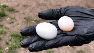 Links zu sehen ist eine Ei-Attrappe aus Kunststoff. Rechts zu sehen ist ein Tauben-Ei. (Bild: rbb/Naomi Donath)