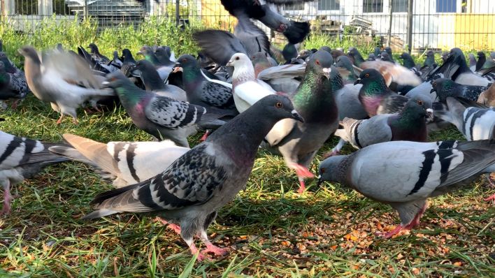 In betreuten Taubenschlägen werden Stadttauben artgerecht gefüttert. (Bild: rbb/Naomi Donath)