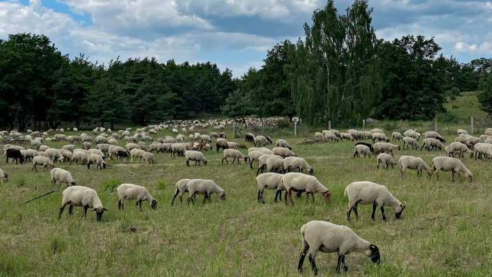 Schafherde auf einer Waldweide in der Döberitzer Heide (Quelle: rbb/Sebastian Hampf)
