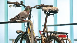Eine Taube steht auf einer Stange im Fahrradparkhaus Bernau neben einem Fahrrad voller Taubenkot (Quelle: dpa/Patrick Pleul).