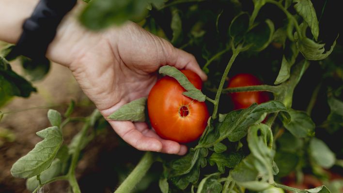 Symbolbild: Eine Frau erntet reife Tomaten in einem Gewächshaus (Quelle: dpa/Florian Gaertner)