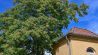 Ein Götterbaum (Ailanthus altissima) in einer Parkanlage. (Quelle: dpa/Patrick Pleul)