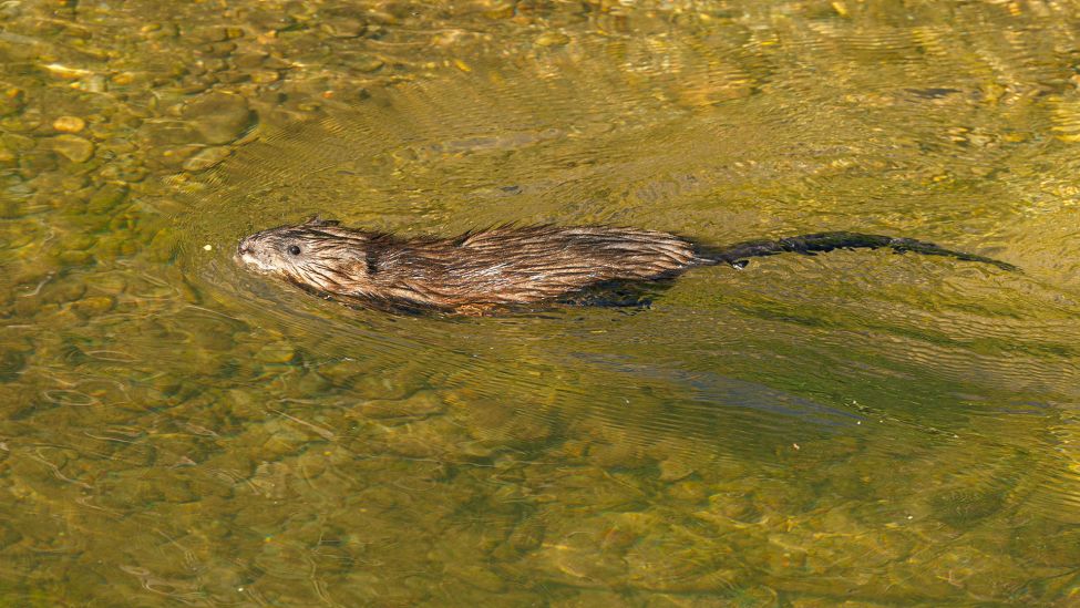 Bisam (Ondatra zibethicus), in Fluss schwimmend (Quelle: dpa)