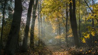 Symbolbild: Die Sonne scheint durch den Herbstwald auf dem Gelände des verlassenen Forsthauses Treppeln. (Quelle: dpa/P. Pleul)
