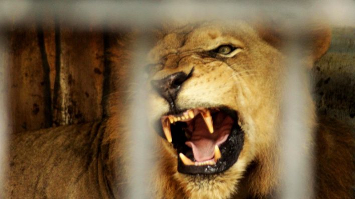 Symbolbild: Ein Löwe im Käfig (Quelle: dpa/Ajun Ally)